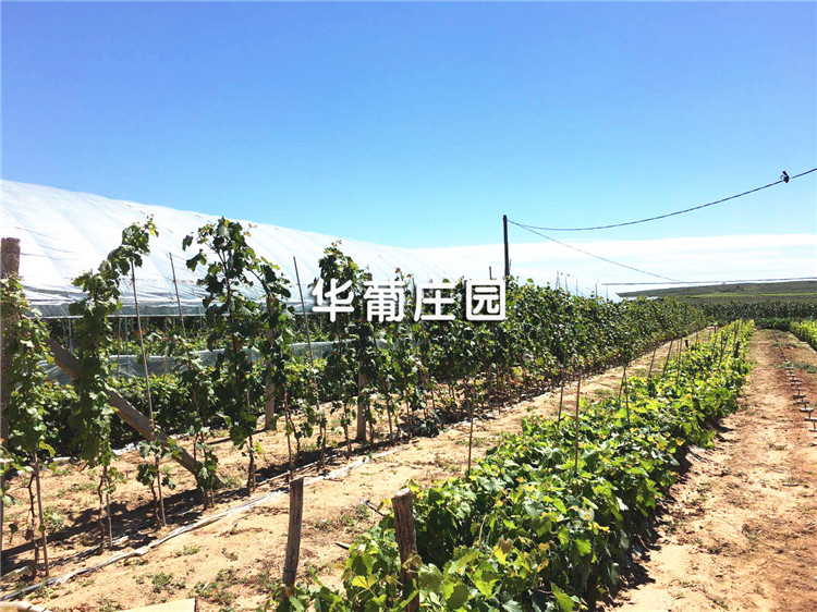 XCLP2-(50T-200T)大噸位平面四柱液壓裁斷機 XCLP2-(50T-200T)大噸位平面四柱液壓裁斷機